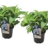 Set De 2 Hortensias Summerglow - Pot ⌀19cm - H.25-40cm (hauteur Pot Incluse) 1 Set De 2 Hortensias Summerglow - Pot ⌀19cm - H.25-40cm (hauteur Pot Incluse) -Flora Soldes 628bcc64cf70c7.15979495