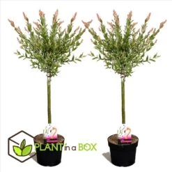 Set De 2 Salix Flamingo - Pot ⌀17cm - H.60-80cm (hauteur Pot Incluse) -Flora Soldes 628bcd268cf506.37066184