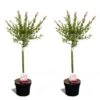Set De 2 Salix Flamingo - Pot ⌀17cm - H.60-80cm (hauteur Pot Incluse) 2 Set De 2 Salix Flamingo - Pot ⌀17cm - H.60-80cm (hauteur Pot Incluse) -Flora Soldes 628bcd26901da6.07656728