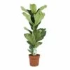 Ficus Lyrata - Pot ⌀21cm - H.90-110cm (hauteur Pot Incluse) 2 Ficus Lyrata - Pot ⌀21cm - H.90-110cm (hauteur Pot Incluse) -Flora Soldes 628bcf28143460.13674956