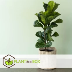 Ficus Lyrata - Pot ⌀21cm - H.90-110cm (hauteur Pot Incluse) -Flora Soldes 628bcf2818b6e1.54634817