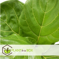 Ficus Lyrata - Pot ⌀21cm - H.90-110cm (hauteur Pot Incluse) -Flora Soldes 628bcf284a0206.87213176