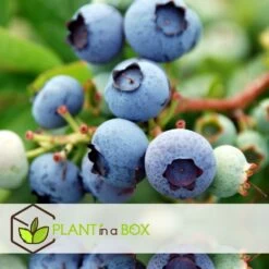 Set De 3 Myrtilliers - Pot ⌀9cm - H.25-40cm (hauteur Pot Incluse) -Flora Soldes 628bd093053507.16533773