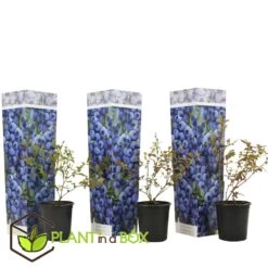Set De 3 Myrtilliers - Pot ⌀9cm - H.25-40cm (hauteur Pot Incluse) -Flora Soldes 628bd0930ceaf9.98756742