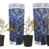 Set De 3 Myrtilliers - Pot ⌀9cm - H.25-40cm (hauteur Pot Incluse) -Flora Soldes 628bd093160b60.58868685