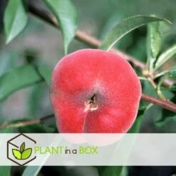 Pêcher De Vigne - Pot ⌀15cm - H.60-70cm (hauteur Pot Incluse) -Flora Soldes 628c216ed2ae19.01599514