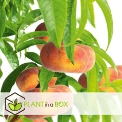 Pêcher De Vigne - Pot ⌀15cm - H.60-70cm (hauteur Pot Incluse) -Flora Soldes 628c216ed6d8f1.92904052