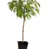 Pêcher De Vigne - Pot ⌀15cm - H.60-70cm (hauteur Pot Incluse) -Flora Soldes 628c216edab8d7.98429876