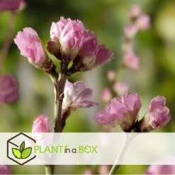 Pêcher De Vigne - Pot ⌀15cm - H.60-70cm (hauteur Pot Incluse) -Flora Soldes 628c216edf9f94.06140473