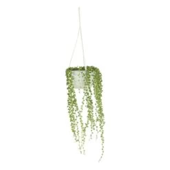 Senecio Rowleyanus, Suspension : D.14cm -Flora Soldes 629190 001