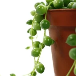 Senecio Rowleyanus, Suspension : D.14cm -Flora Soldes 629190 004