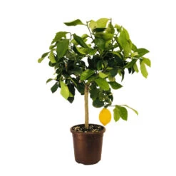 Citronnier 4 Saisons XXL : C5L -Flora Soldes 629849 002