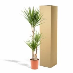 Dracaena Marginata - H120cm, ø21cm - Très Grande Plante D'intérieur -Flora Soldes 62998f2c02076ed4