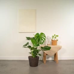 Delicious Monstera Et Son Panier Noir - H80cm, ø21cm - Plante D'intérieur -Flora Soldes 62bf6bb2493f057b
