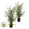 Set De 2 Bamboo "fargesia Nitida Gansu" - Pot ⌀17cm - H50-70cm (hauteur Pot In -Flora Soldes 62d1061fb55ee0.33444365
