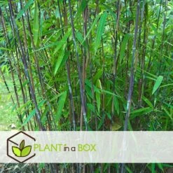 Set De 2 Bamboo "fargesia Nitida Gansu" - Pot ⌀17cm - H50-70cm (hauteur Pot In -Flora Soldes 62d1061fb9aea0.25198330