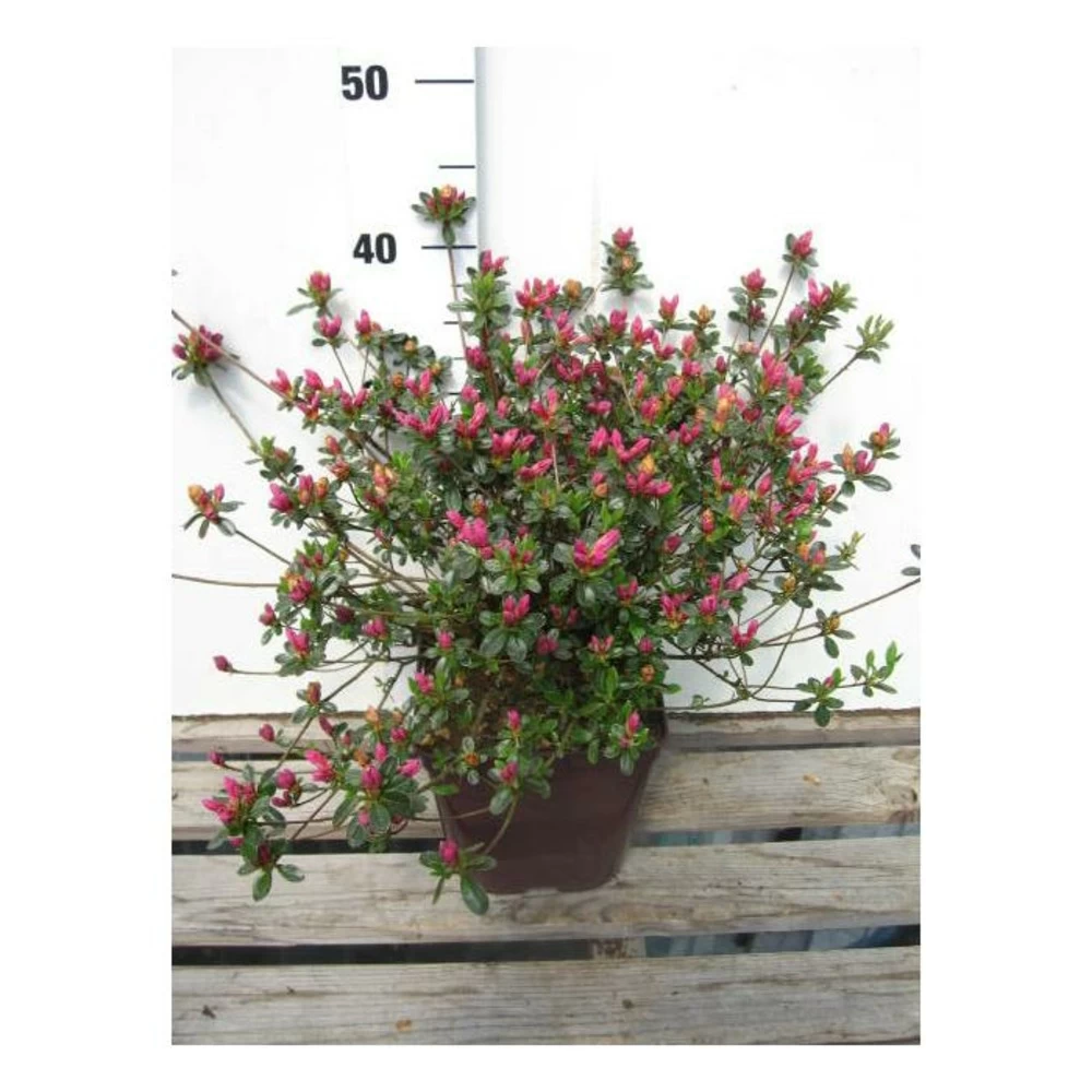Azalée Du Japon 'amoena ' - 3l 3 Azalée Du Japon 'amoena ' - 3l