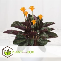 Calathea Crocata Tassmania - Pot ⌀14cm - H.40-50cm (hauteur Pot Incluse) -Flora Soldes 6319dcdb341ff6.87274987