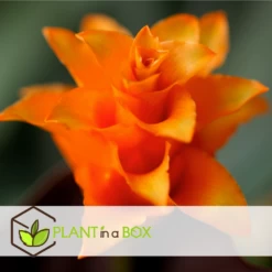 Calathea Crocata Tassmania - Pot ⌀14cm - H.40-50cm (hauteur Pot Incluse) -Flora Soldes 6319dcdb3ed331.85501748