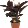 Calathea Crocata Tassmania - Pot ⌀14cm - H.40-50cm (hauteur Pot Incluse) -Flora Soldes 6319dcdb48cca6.33221377