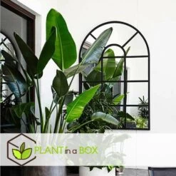 Strelitzia Nicolai Dans Panier- Pot ⌀17cm - H.55-70cm (hauteur Pot Incluse) 8 Strelitzia Nicolai Dans Panier- Pot ⌀17cm - H.55-70cm (hauteur Pot Incluse) -Flora Soldes 631a34c707a7a8.17940445