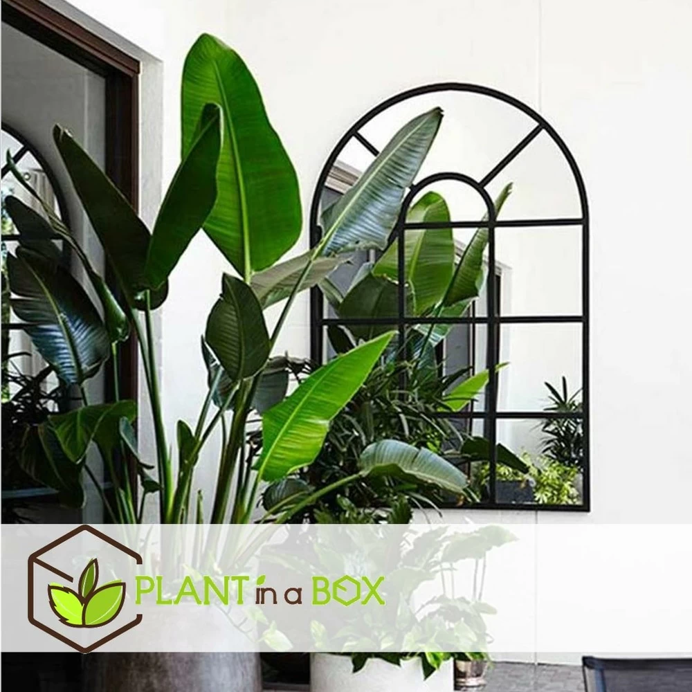 Strelitzia Nicolai Dans Panier- Pot ⌀17cm - H.55-70cm (hauteur Pot Incluse) 4 Strelitzia Nicolai Dans Panier- Pot ⌀17cm - H.55-70cm (hauteur Pot Incluse) - Image 2