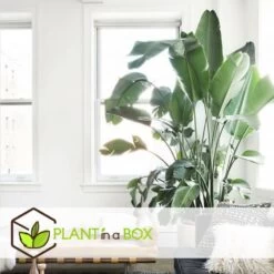 Strelitzia Nicolai Dans Panier- Pot ⌀17cm - H.55-70cm (hauteur Pot Incluse) 9 Strelitzia Nicolai Dans Panier- Pot ⌀17cm - H.55-70cm (hauteur Pot Incluse) -Flora Soldes 631a34c70b7492.89645456