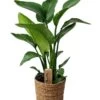 Strelitzia Nicolai Dans Panier- Pot ⌀17cm - H.55-70cm (hauteur Pot Incluse) -Flora Soldes 631a34c70f0610.48710372