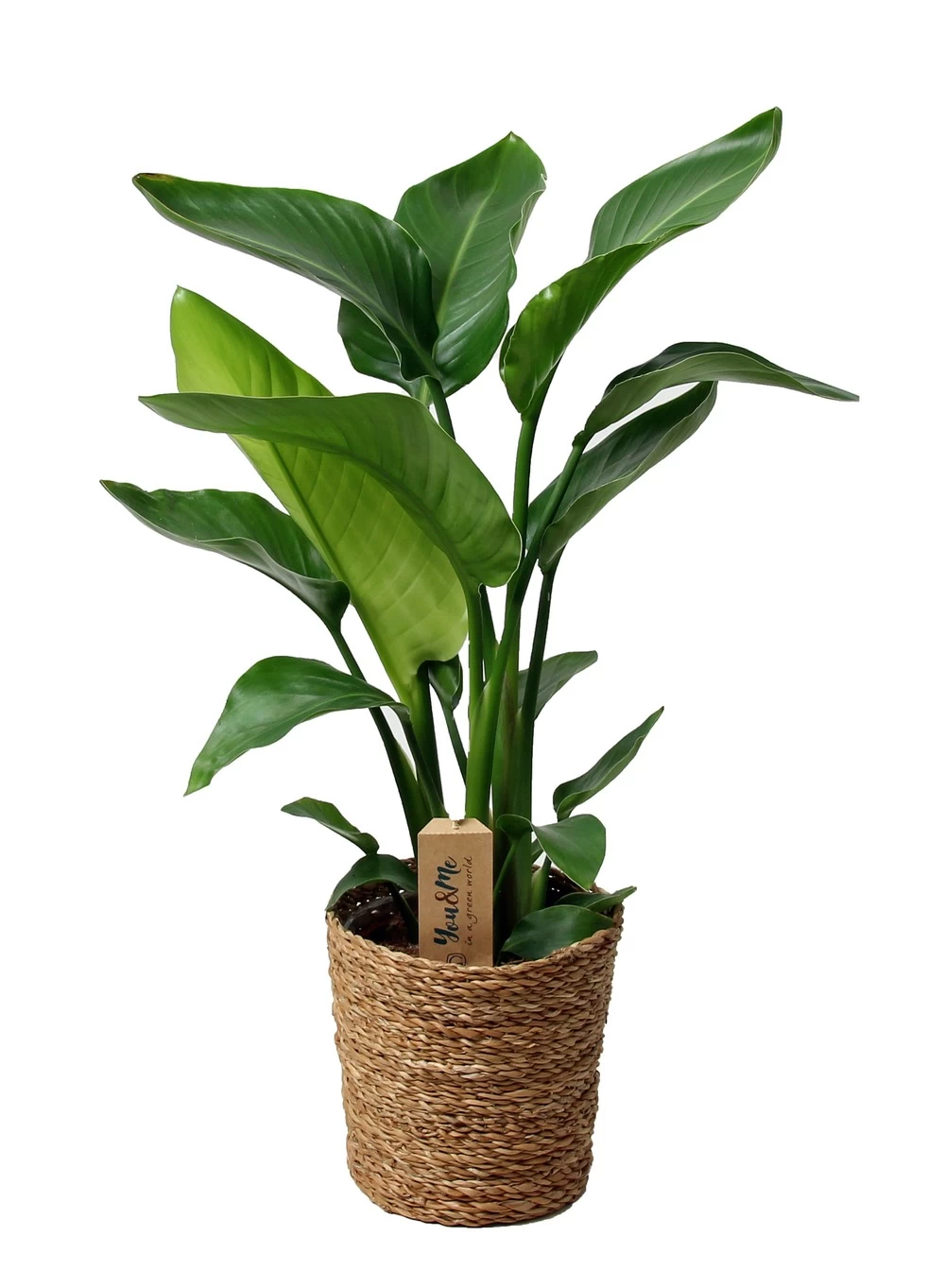 Strelitzia Nicolai Dans Panier- Pot ⌀17cm - H.55-70cm (hauteur Pot Incluse) 3 Strelitzia Nicolai Dans Panier- Pot ⌀17cm - H.55-70cm (hauteur Pot Incluse)