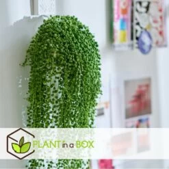 Senecio Rowleyanus - Pot ⌀12cm - H10-20cm (hauteur Pot Incluse) -Flora Soldes 634f95fc53aa23.84576839