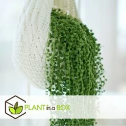 Senecio Rowleyanus - Pot ⌀12cm - H10-20cm (hauteur Pot Incluse) -Flora Soldes 634f95fc5b6689.16972915