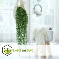 Senecio Rowleyanus - Pot ⌀12cm - H10-20cm (hauteur Pot Incluse) -Flora Soldes 634f95fc612d81.59702573