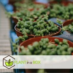 Senecio Rowleyanus - Pot ⌀12cm - H10-20cm (hauteur Pot Incluse) -Flora Soldes 634f95fc72f312.77803963