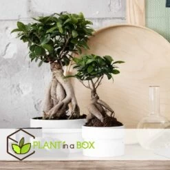Bonsaï Ficus Ginseng - Pot ⌀12 Cm - H.30-40cm (hauteur Pot Incluse) -Flora Soldes 635c1fb0b27d13.15474787
