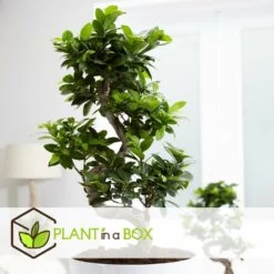 Set De 2 Bonsaï Ficus Ginseng - Pot ⌀12 Cm - H.30-40cm (hauteur Pot Incluse) 8 Set De 2 Bonsaï Ficus Ginseng - Pot ⌀12 Cm - H.30-40cm (hauteur Pot Incluse) -Flora Soldes 635c1fb1a059e1.60619951