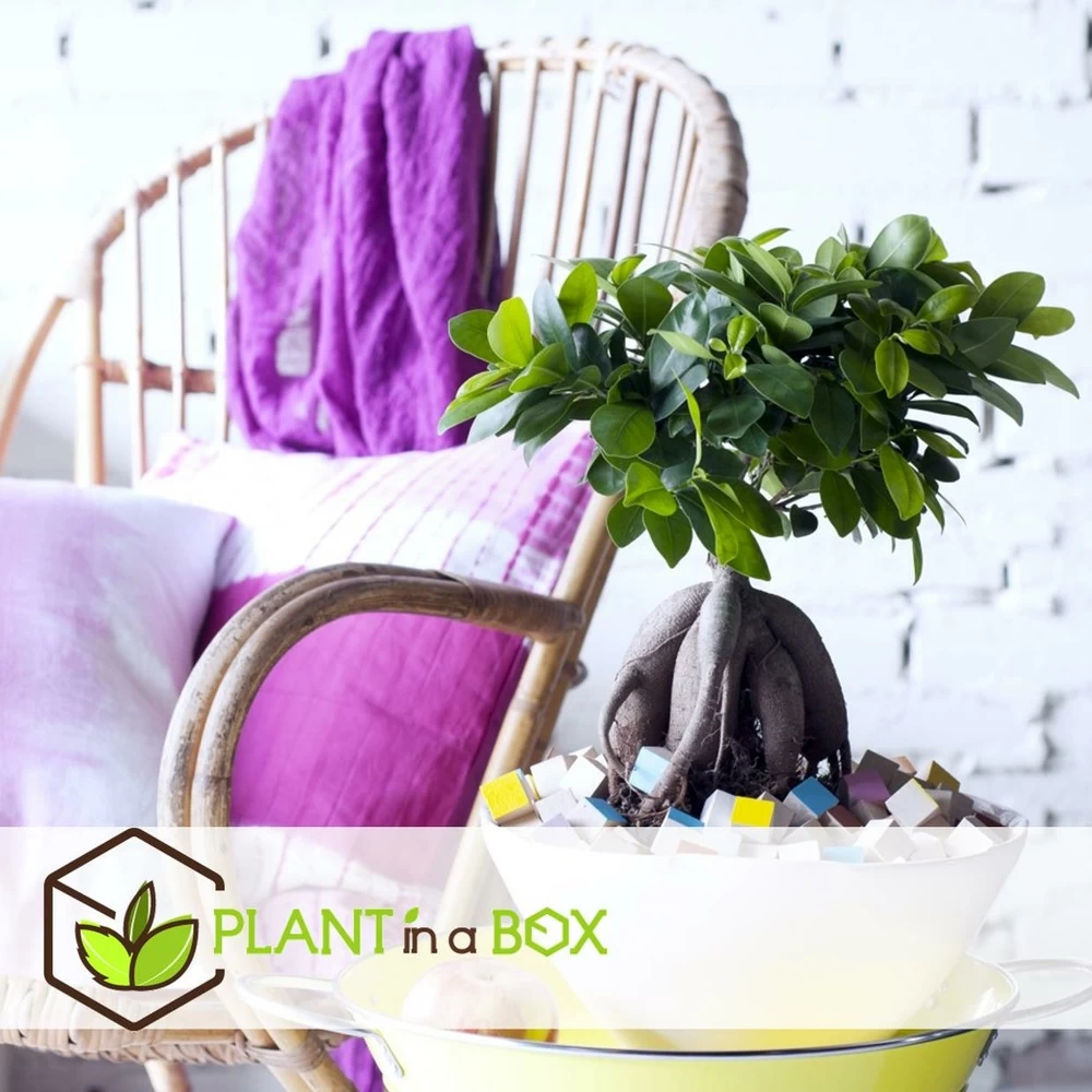 Set De 2 Bonsaï Ficus Ginseng - Pot ⌀12 Cm - H.30-40cm (hauteur Pot Incluse) 6 Set De 2 Bonsaï Ficus Ginseng - Pot ⌀12 Cm - H.30-40cm (hauteur Pot Incluse) - Image 4