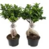 Set De 2 Bonsaï Ficus Ginseng - Pot ⌀12 Cm - H.30-40cm (hauteur Pot Incluse) 1 Set De 2 Bonsaï Ficus Ginseng - Pot ⌀12 Cm - H.30-40cm (hauteur Pot Incluse) -Flora Soldes 635c1fb1bc7e74.46290023