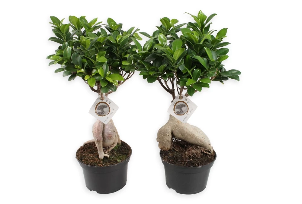 Set De 2 Bonsaï Ficus Ginseng - Pot ⌀12 Cm - H.30-40cm (hauteur Pot Incluse) 3 Set De 2 Bonsaï Ficus Ginseng - Pot ⌀12 Cm - H.30-40cm (hauteur Pot Incluse)