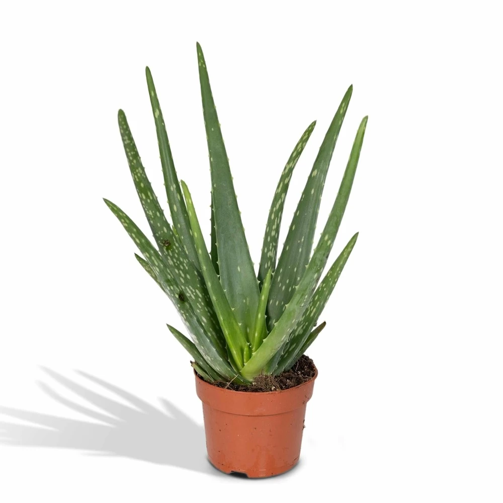 Aloe Vera - H30cm, ø12cm - Plante D'intérieur Succulente 3 Aloe Vera - H30cm, ø12cm - Plante D'intérieur Succulente