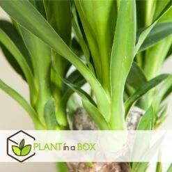 Set De 3 Mini Palmiers D'intérieur - Pot ⌀12cm - H25-40cm (hauteur Pot Incluse) -Flora Soldes 63640c4055cf66.24697889