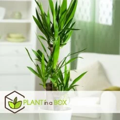 Set De 3 Mini Palmiers D'intérieur - Pot ⌀12cm - H25-40cm (hauteur Pot Incluse) -Flora Soldes 63640c405b5bc5.95212273