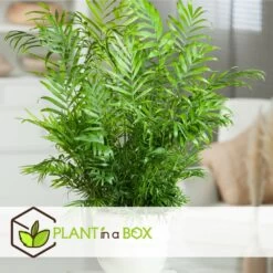 Set De 3 Mini Palmiers D'intérieur - Pot ⌀12cm - H25-40cm (hauteur Pot Incluse) -Flora Soldes 63640c40636702.22798417