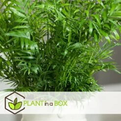 Set De 3 Mini Palmiers D'intérieur - Pot ⌀12cm - H25-40cm (hauteur Pot Incluse) -Flora Soldes 63640c40674ce3.04998153