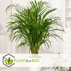 Set De 3 Mini Palmiers D'intérieur - Pot ⌀12cm - H25-40cm (hauteur Pot Incluse) -Flora Soldes 63640c407ee146.71069969