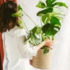 Plante D'intérieur - Monstera Deliciosa Xl 75cm -Flora Soldes 6377dd5110fab7.91262685