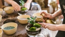 Plante D'intérieur - Zamioculcas Zamiifolia L 65cm -Flora Soldes 6377ddad590f72.63345517