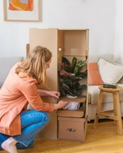 Plante D'intérieur - Zamioculcas Zamiifolia L 65cm -Flora Soldes 6377ddad5e3bc9.45712714