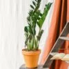 Plante D'intérieur - Zamioculcas Zamiifolia L 65cm -Flora Soldes 6377ddad69aac4.55036290