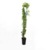 Lierre Des Bois 'glacier' (hedera Helix 'glacier') - Conteneur 3l -Flora Soldes 63cf85da9d8e09.73091083