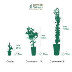 Clématite 'madame Lecoultre' (clematis 'mme Lecoultre) - Conteneur 1,5l -Flora Soldes 63cf85db6b63a0.65365010